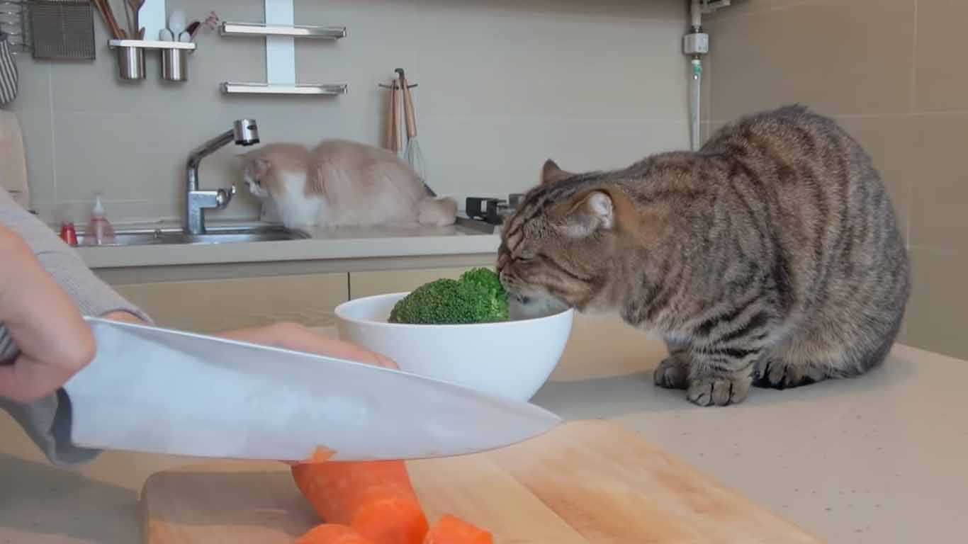 Cara Membuat Makanan Kucing Anggora Sendiri