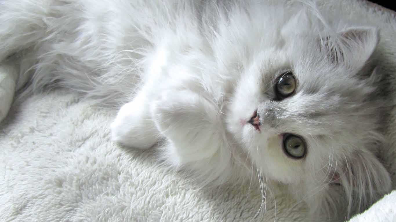 Informasi tentang Harga Kucing Persia Peaknose Umur 2 Bulan Booming
