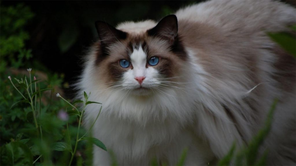 √ Kucing Ragdoll: Daftar Harga, Ciri, Sifat, Cara Merawat & Biaya