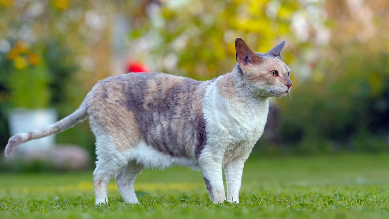 Kucing Rex Cornish