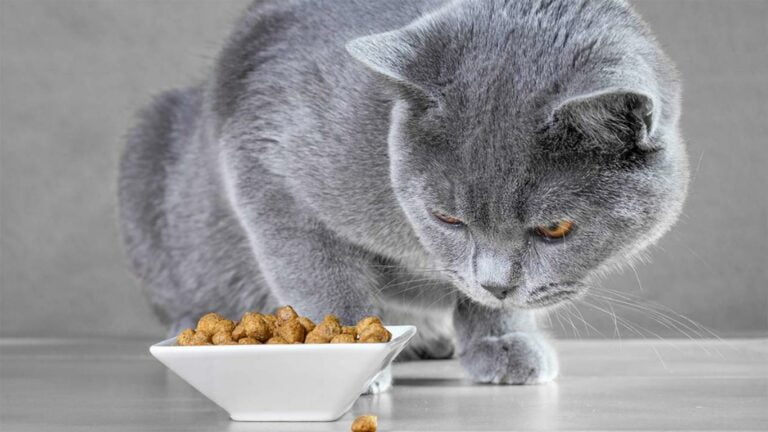 Penyebab Kucing Tidak Mau Makanv