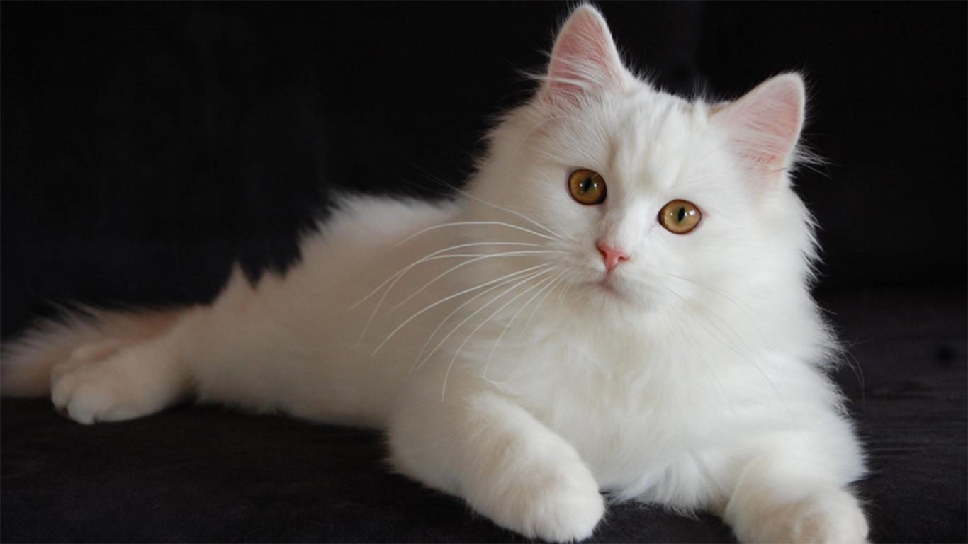 Anak Kucing Anggora Gambar Kucing Lucu Dan Imut Banget