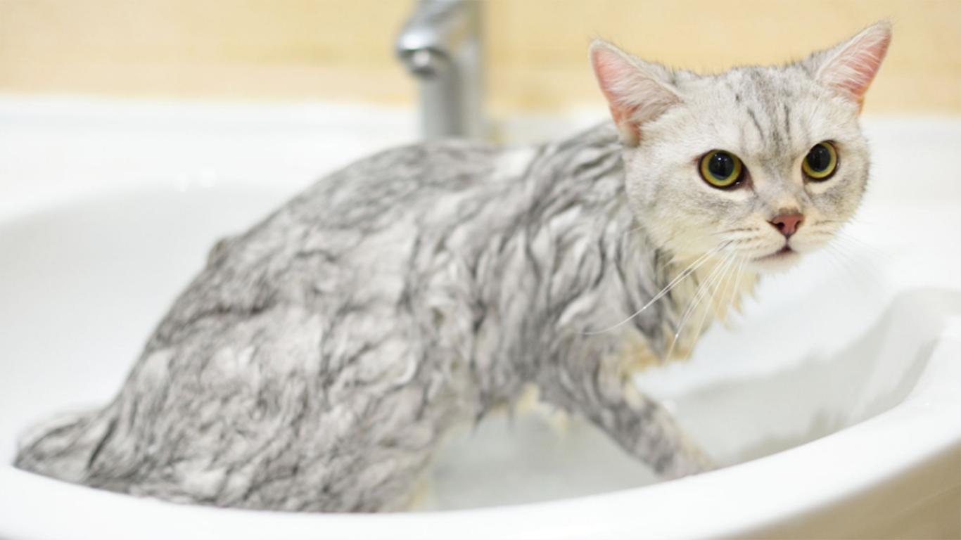 cara memandikan kucing tanpa hairdryer