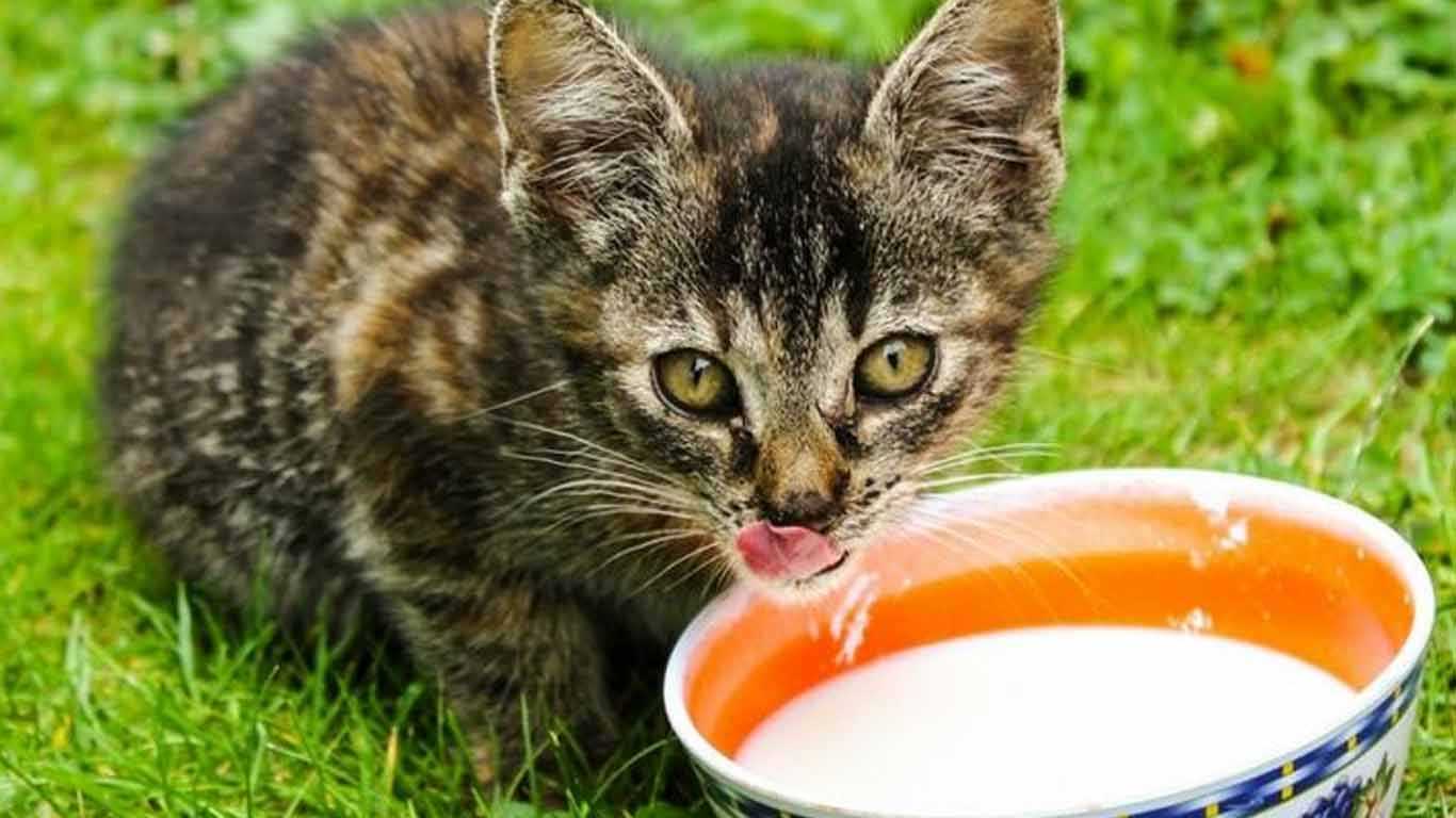cara memilih susu kucing
