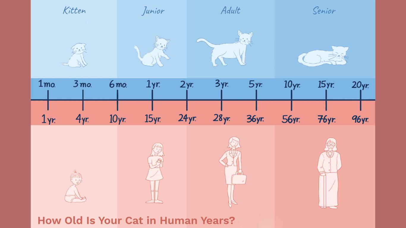 cara mengetahui umur kucing