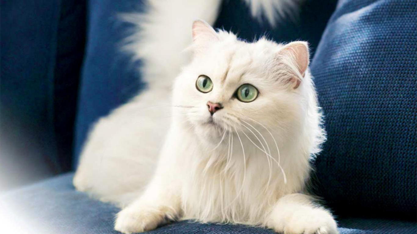 ciri karakter kucing anggora asli