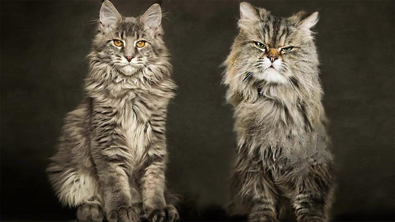 Kucing Maine Coon Jenis Profil Ciri Sejarah Gambar Lucu