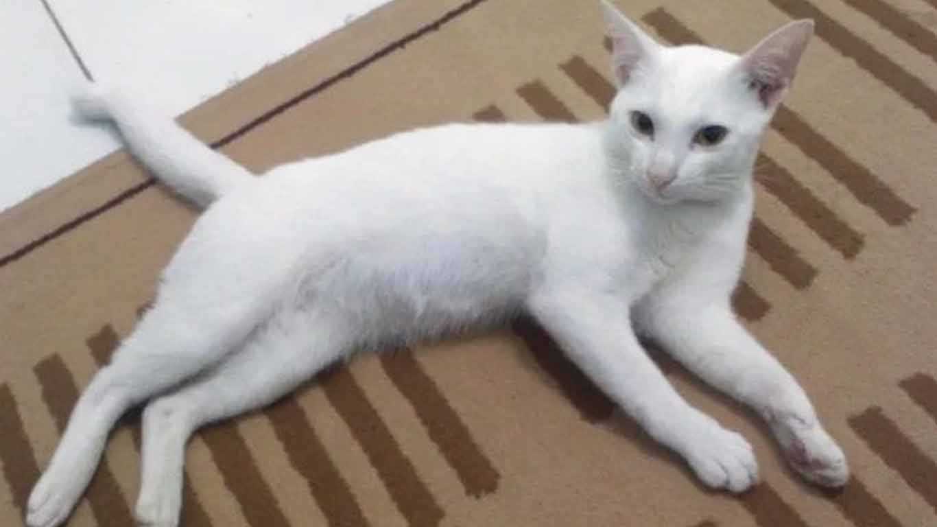 kucing putih