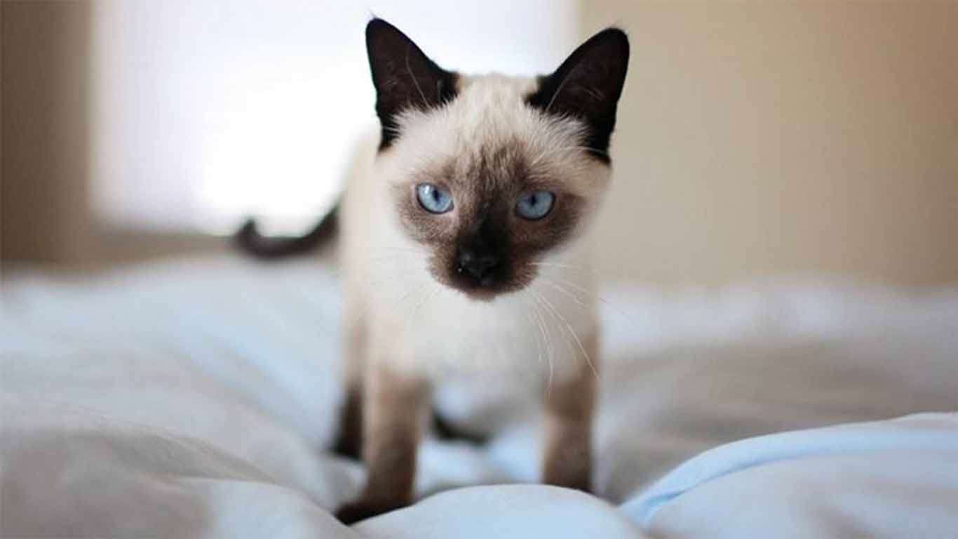 √ Daftar Harga Kucing Siam Terbaru 2021 & Cara Merawat