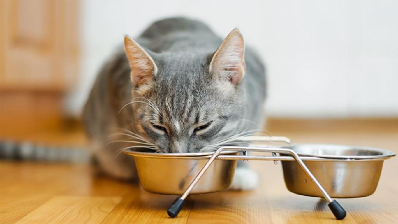 makanan kering dan basah kucing