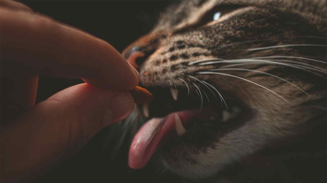 Cara Mengatasi Kucing Tidak Mau Makan