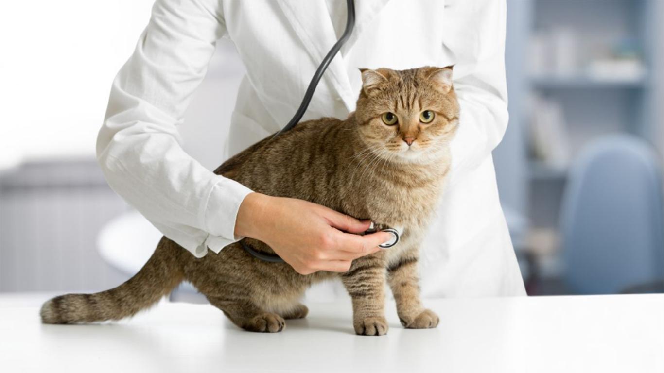 cat visit doctor