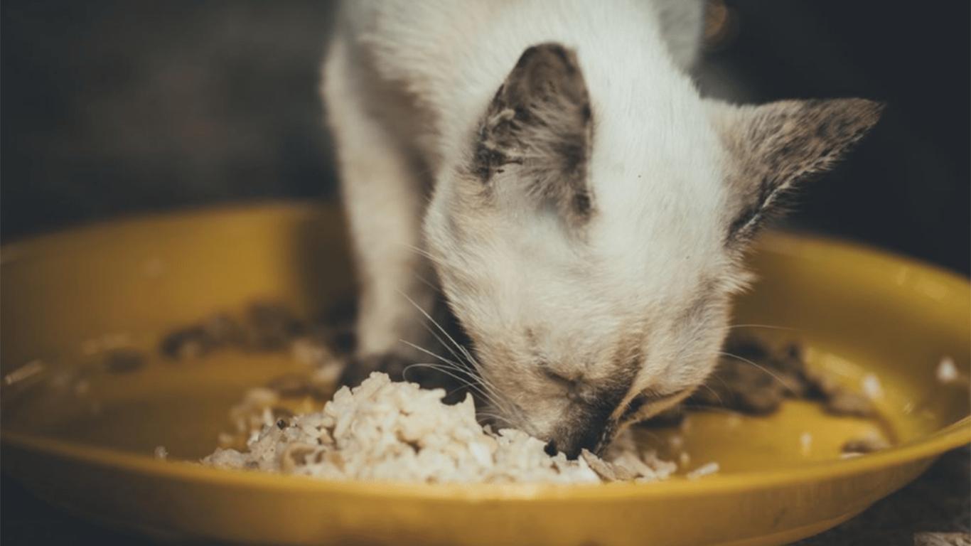 kucing makan nasi