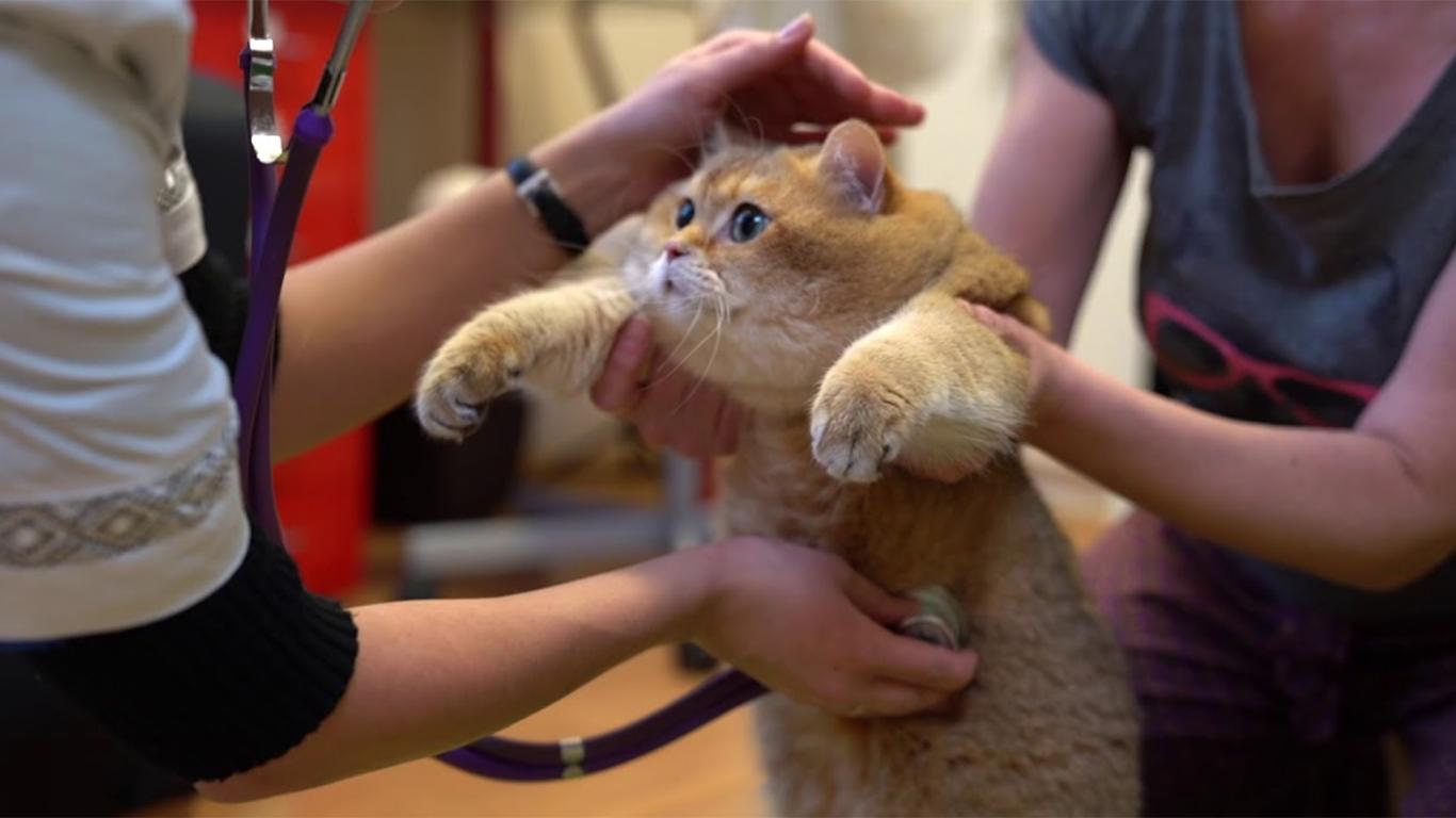 perawatan kucing anggora