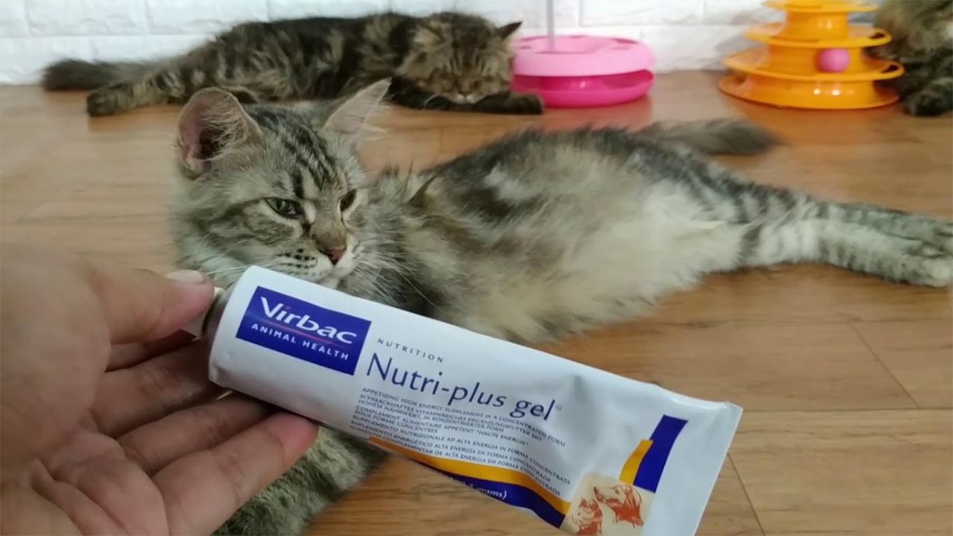 vitamin kucing