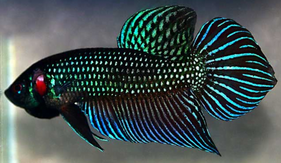9 Jenis Ikan Cupang Termahal Di Indonesia Bahkan Di Dunia