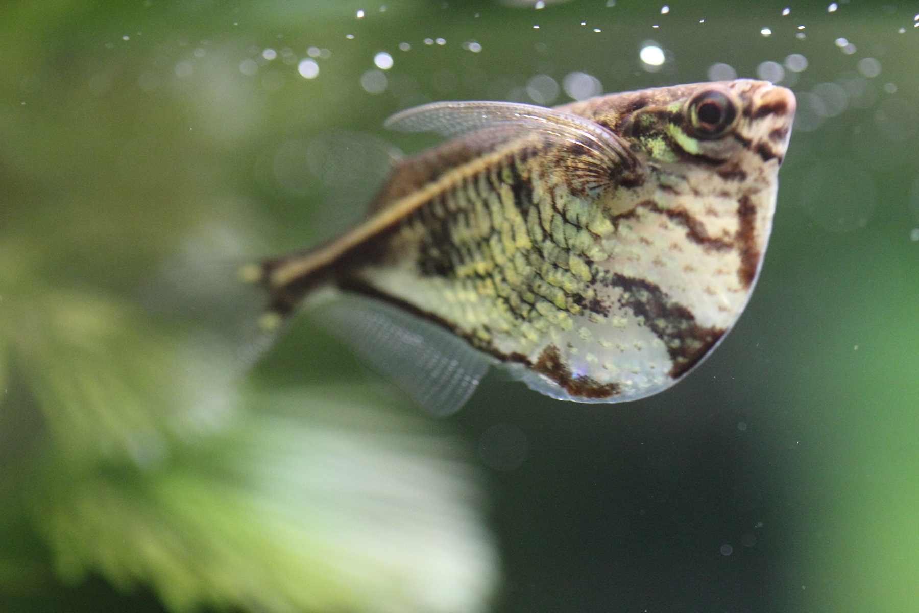 Marbled Hatchetfish