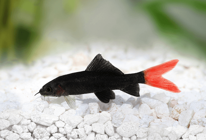 Red Tail Black Shark