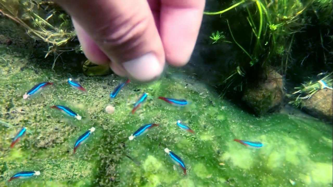 cara merawat ikan neon
