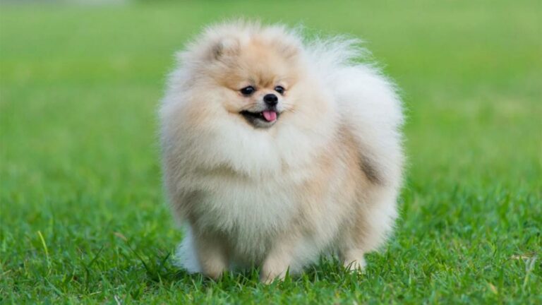 Anjing Mini Pom