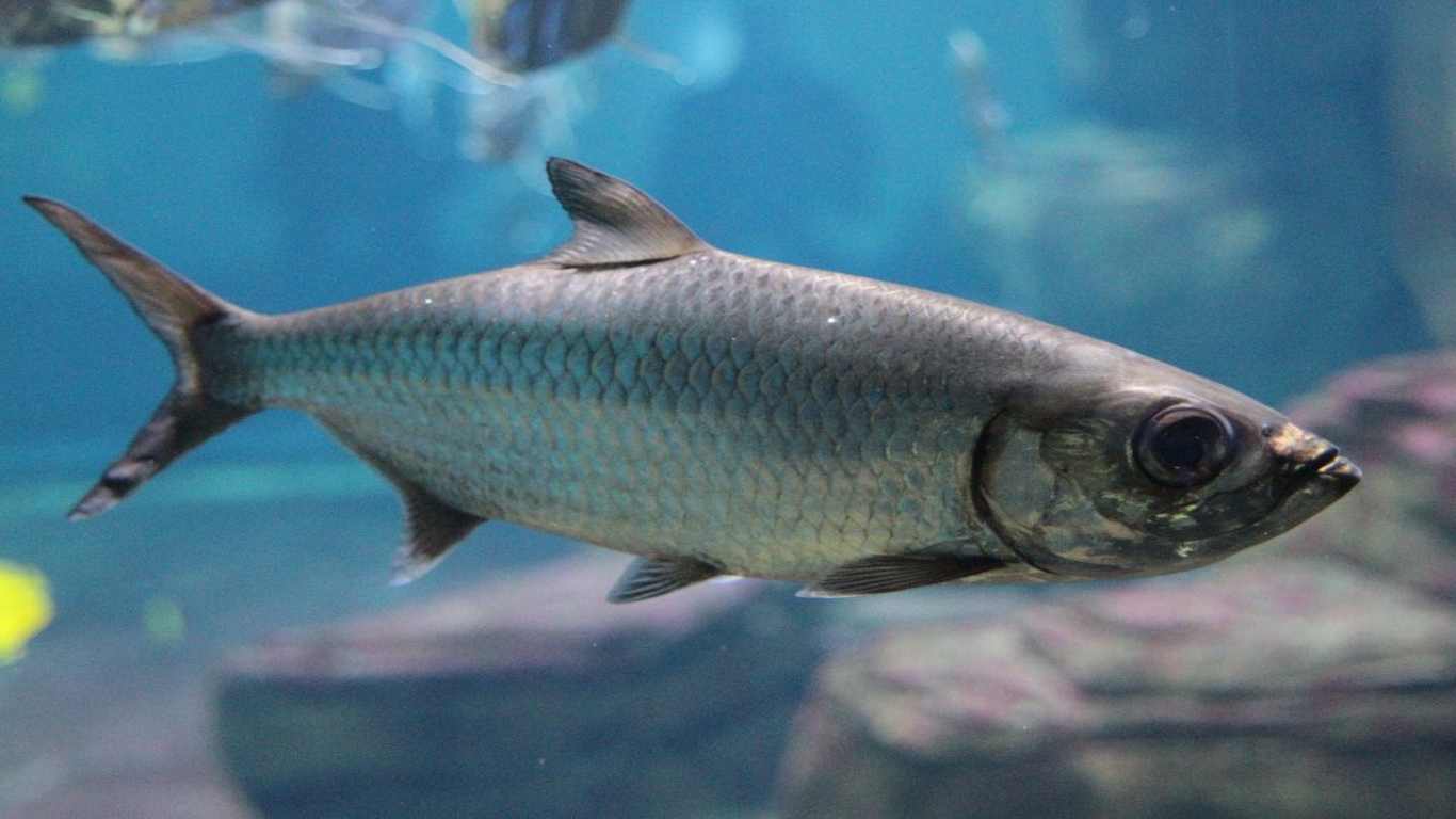 Ikan yang hidup di air payau dapat ditemukan di