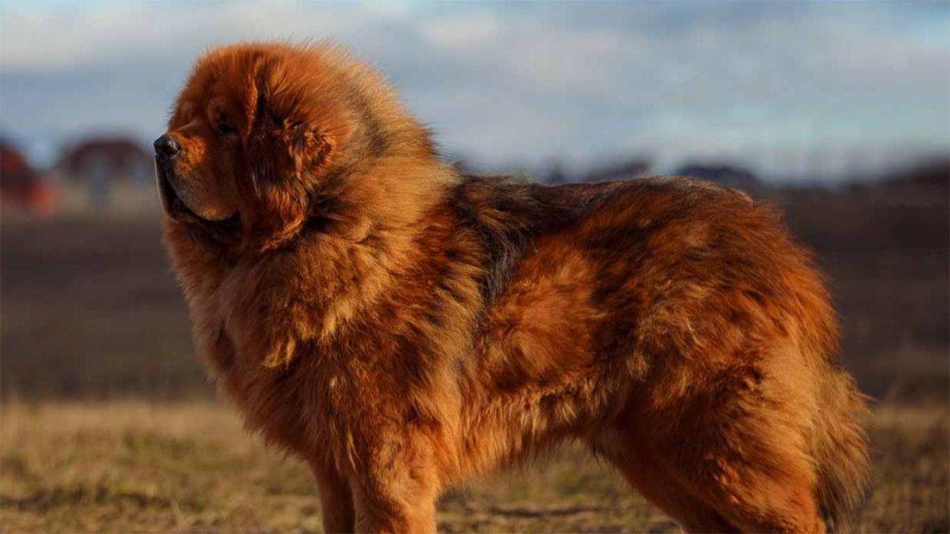 Tibetan Mastiff