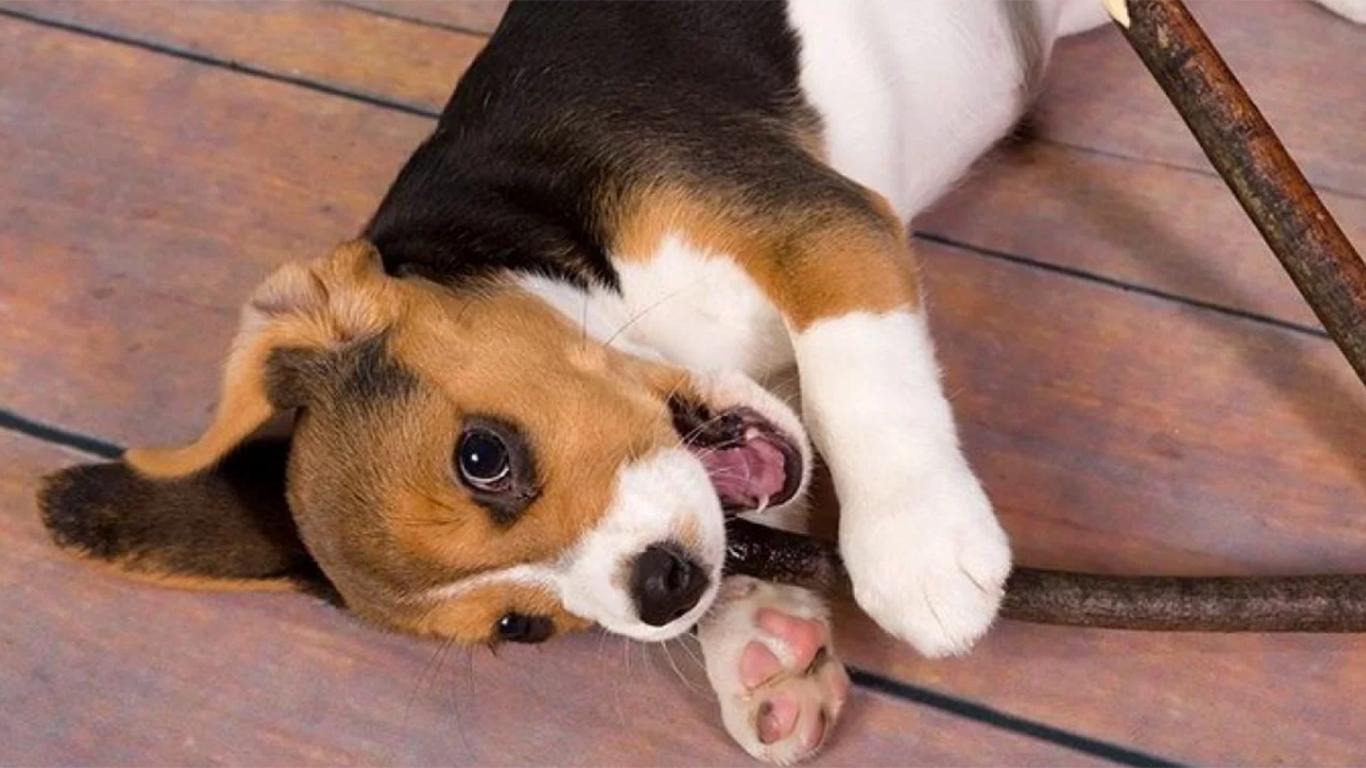 beagle anjing