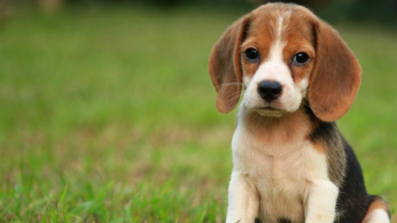 harga anjing beagle