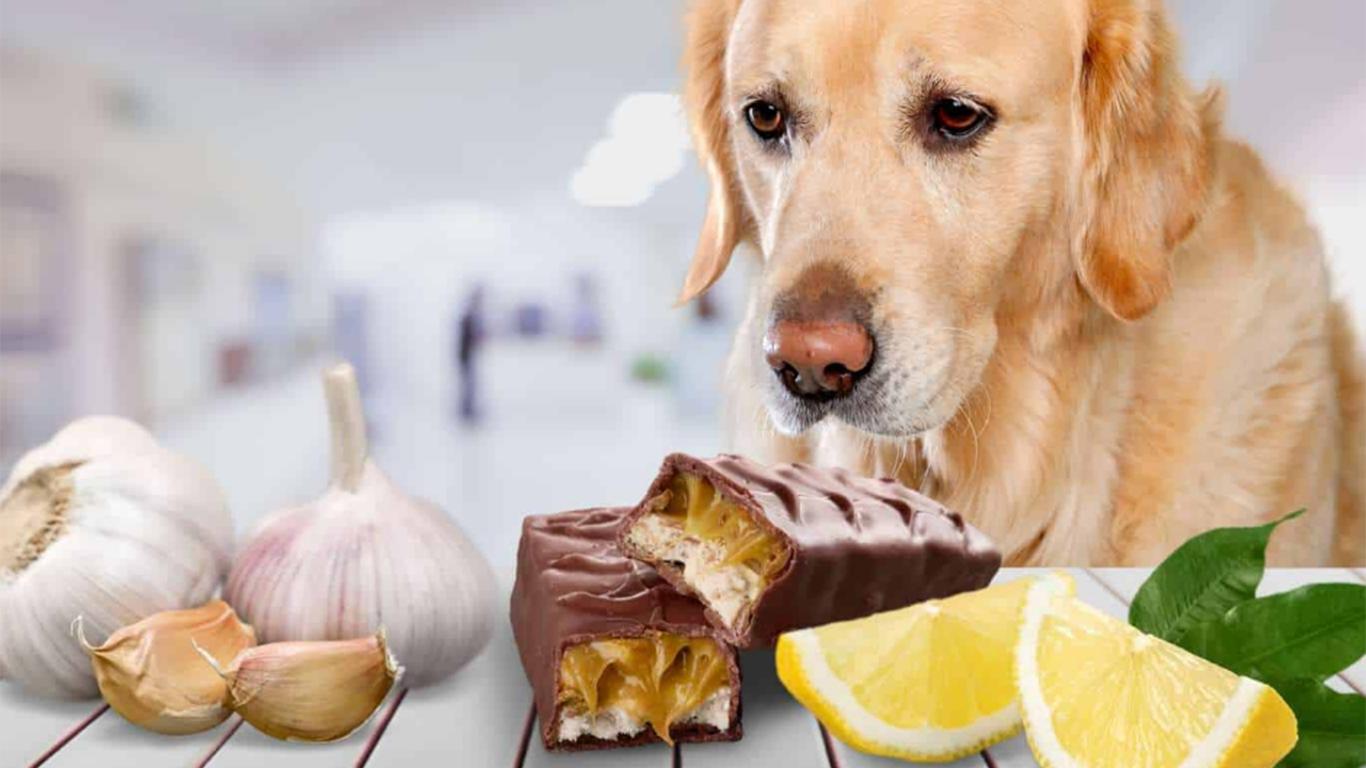 makanan yang tidak boleh dimakan anjing