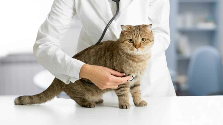 Cara Mengobati Flu Kucing