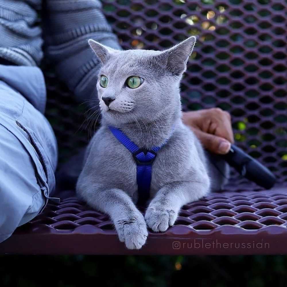 Harga Kucing Russian Blue