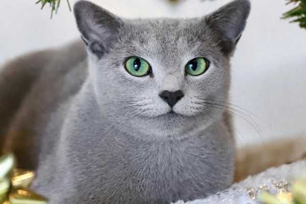 Kucing Russian Blue