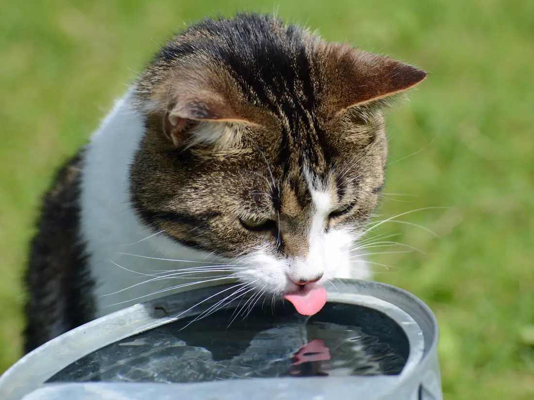 cara mengobati kucing sakit diare