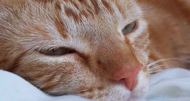 ciri ciri kucing terkena flu