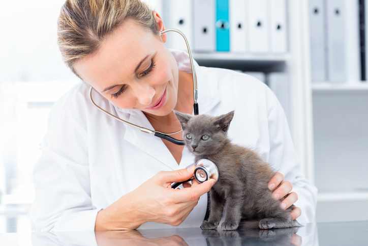 dokter kucing