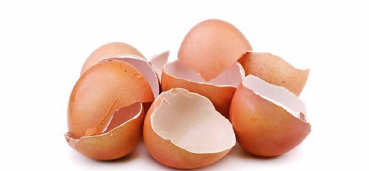 Cangkang Telur Ayam