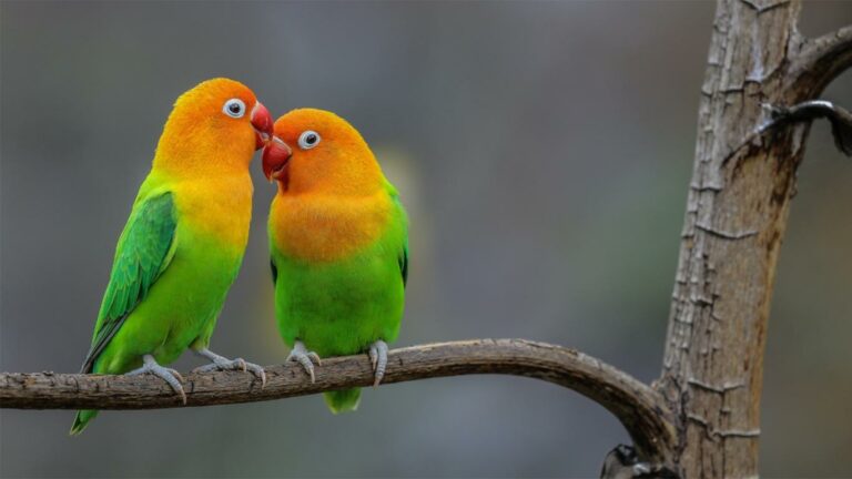 Cara Merawat Burung Lovebird