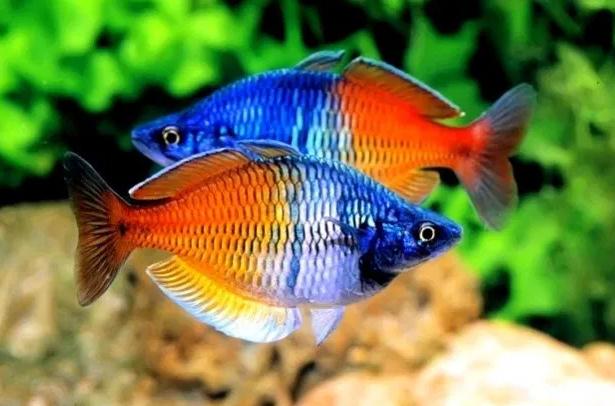 Ikan Rainbow Boesemani