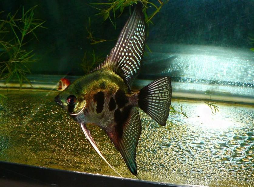 Leopard Angelfish