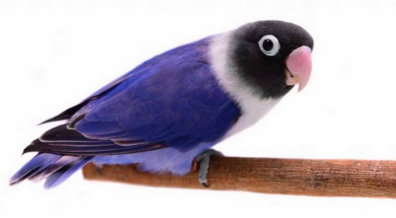 Lovebird Biru Mangsi