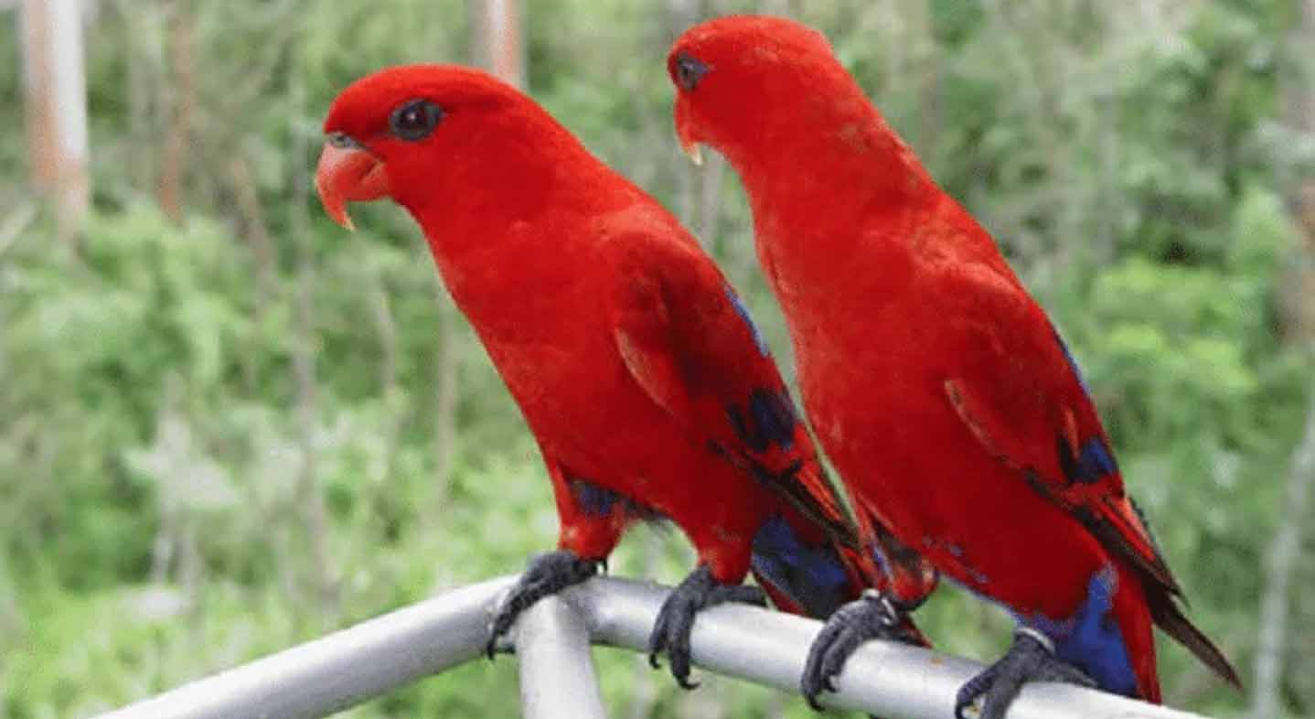 Lovebird Merah