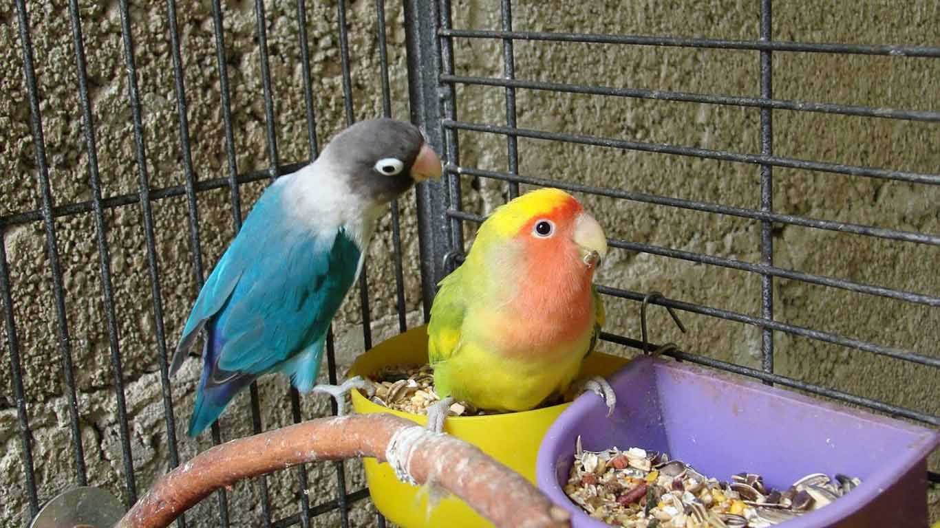 Можно ли заводить попугая. Неразлучники попугаи. Неразлучники попугаи голубые. Клетка для попугая неразлучника.