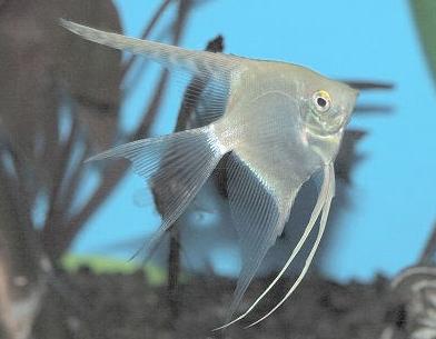 angelfish silver