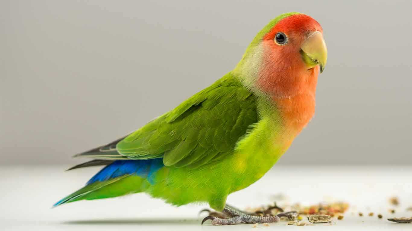 20 Jenis  Burung Lovebird  Terbagus Harganya 2021 