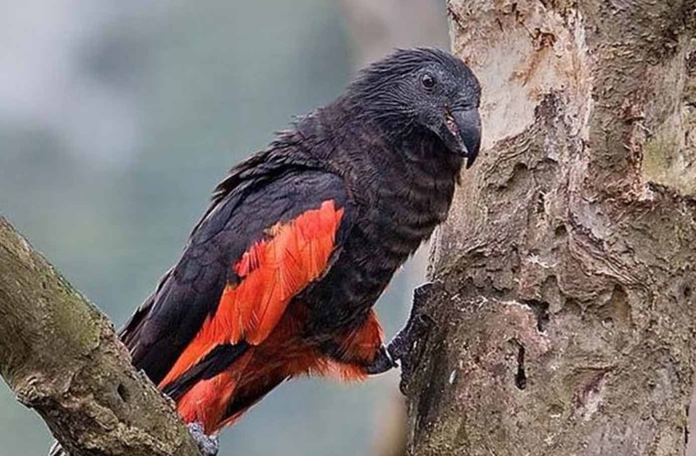 Burung Nuri Papua