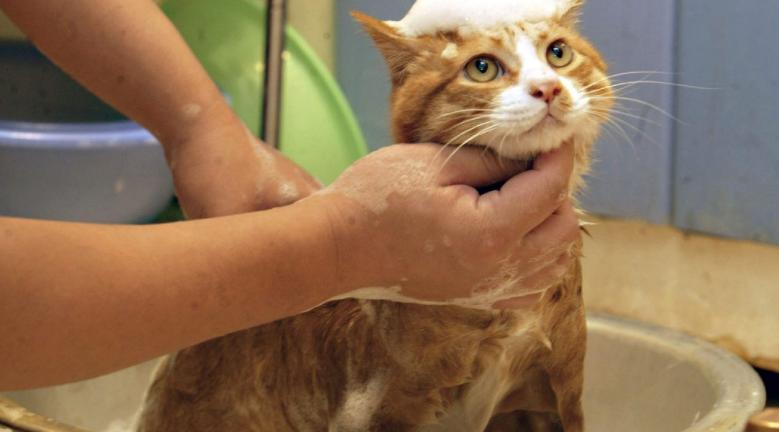 shampo kucing di indomaret