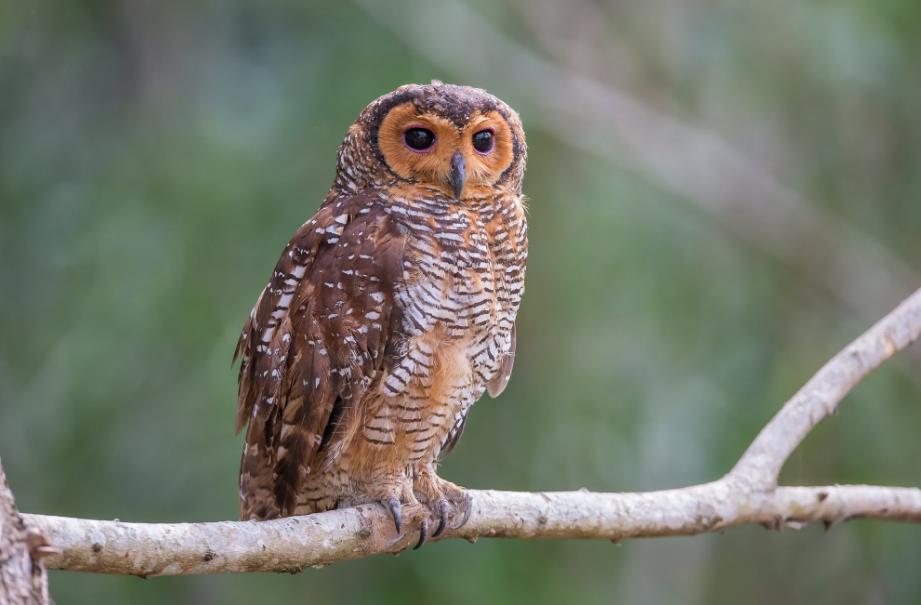 Spotted wood owl