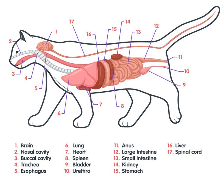 anatomi kucing