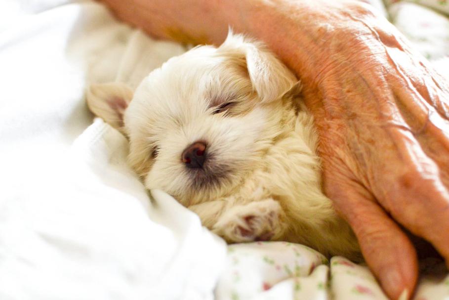 cara merawat anjing maltese