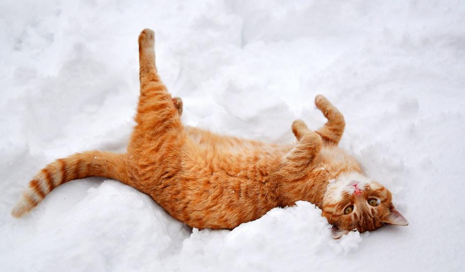 cat wih snow
